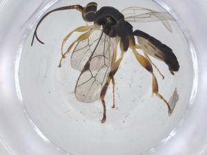  ( - CBG-A13506-C08)  @11 [ ] CreativeCommons - Attribution Share - Alike (2023) Centre for Biodiversity Genomics Centre for Biodiversity Genomics