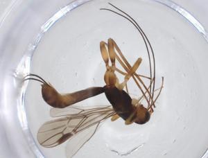  (Aivalykus Malaise1363 - CBG-A13506-F08)  @11 [ ] CreativeCommons - Attribution Share - Alike (2023) Centre for Biodiversity Genomics Centre for Biodiversity Genomics