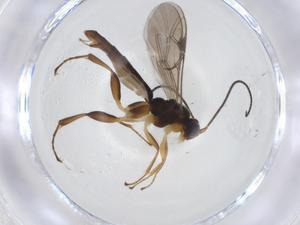  ( - CBG-A13506-G07)  @11 [ ] CreativeCommons - Attribution Share - Alike (2023) Centre for Biodiversity Genomics Centre for Biodiversity Genomics