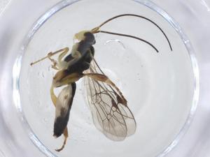  ( - CBG-A13506-G09)  @11 [ ] CreativeCommons - Attribution Share - Alike (2023) Centre for Biodiversity Genomics Centre for Biodiversity Genomics