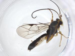  ( - CBG-A13506-H01)  @11 [ ] CreativeCommons - Attribution Share - Alike (2023) Centre for Biodiversity Genomics Centre for Biodiversity Genomics