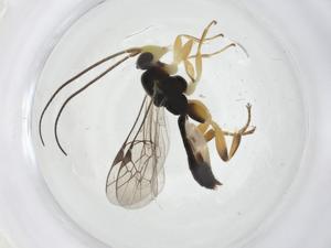  ( - CBG-A13507-A09)  @11 [ ] CreativeCommons - Attribution Share - Alike (2023) Centre for Biodiversity Genomics Centre for Biodiversity Genomics