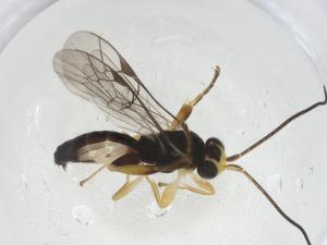  ( - CBG-A13507-B12)  @11 [ ] CreativeCommons - Attribution Share - Alike (2023) Centre for Biodiversity Genomics Centre for Biodiversity Genomics