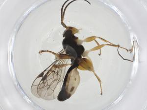  ( - CBG-A13507-C02)  @11 [ ] CreativeCommons - Attribution Share - Alike (2023) Centre for Biodiversity Genomics Centre for Biodiversity Genomics