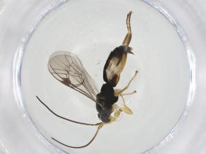  ( - CBG-A13507-F03)  @11 [ ] CreativeCommons - Attribution Share - Alike (2023) Centre for Biodiversity Genomics Centre for Biodiversity Genomics