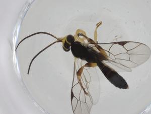  ( - CBG-A13508-B03)  @11 [ ] CreativeCommons - Attribution Share - Alike (2023) Centre for Biodiversity Genomics Centre for Biodiversity Genomics