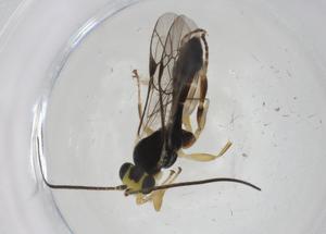  ( - CBG-A13511-A06)  @11 [ ] CreativeCommons - Attribution Share - Alike (2023) Centre for Biodiversity Genomics Centre for Biodiversity Genomics