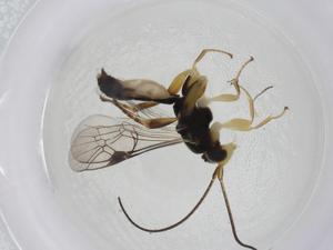  ( - CBG-A14288-A02)  @11 [ ] CreativeCommons - Attribution Share - Alike (2023) Centre for Biodiversity Genomics Centre for Biodiversity Genomics