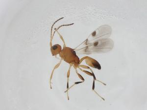  (Leiophron Malaise1175 - CBG-A14288-A06)  @11 [ ] CreativeCommons - Attribution Share - Alike (2023) Centre for Biodiversity Genomics Centre for Biodiversity Genomics