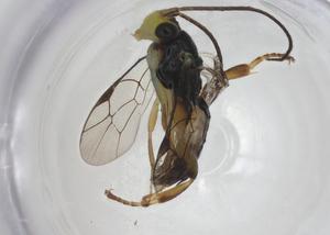  ( - CBG-A14288-H07)  @11 [ ] CreativeCommons - Attribution Share - Alike (2023) Centre for Biodiversity Genomics Centre for Biodiversity Genomics