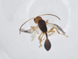  ( - CBG-A14289-C08)  @11 [ ] CreativeCommons - Attribution Share - Alike (2023) Centre for Biodiversity Genomics Centre for Biodiversity Genomics