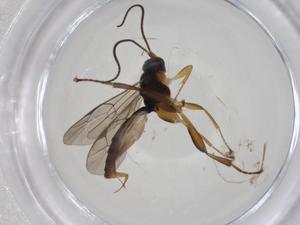  ( - CBG-A14295-E08)  @11 [ ] CreativeCommons - Attribution Share - Alike (2023) Centre for Biodiversity Genomics Centre for Biodiversity Genomics