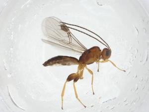  ( - CBG-A14304-A12)  @11 [ ] CreativeCommons - Attribution Share - Alike (2023) Centre for Biodiversity Genomics Centre for Biodiversity Genomics