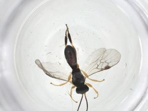  ( - CBG-A14376-H02)  @11 [ ] CreativeCommons - Attribution Share - Alike (2023) Centre for Biodiversity Genomics Centre for Biodiversity Genomics