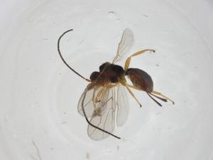  (Allorhogas Malaise0811 - CBG-A14380-A03)  @11 [ ] CreativeCommons - Attribution Share - Alike (2023) Centre for Biodiversity Genomics Centre for Biodiversity Genomics