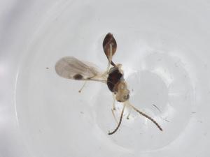  ( - CBG-A14384-E09)  @11 [ ] CreativeCommons - Attribution Share - Alike (2023) Centre for Biodiversity Genomics Centre for Biodiversity Genomics