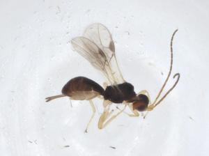  (Heterospilus malaise5227 - CBG-A14401-E03)  @11 [ ] CreativeCommons - Attribution Share - Alike (2023) Centre for Biodiversity Genomics Centre for Biodiversity Genomics