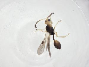  ( - CBG-A14413-G01)  @11 [ ] CreativeCommons - Attribution Share - Alike (2023) Centre for Biodiversity Genomics Centre for Biodiversity Genomics