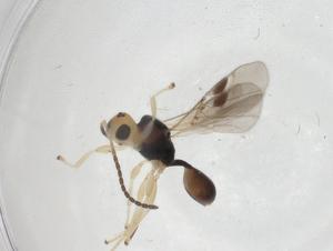  ( - CBG-A14413-H02)  @11 [ ] CreativeCommons - Attribution Share - Alike (2023) Centre for Biodiversity Genomics Centre for Biodiversity Genomics