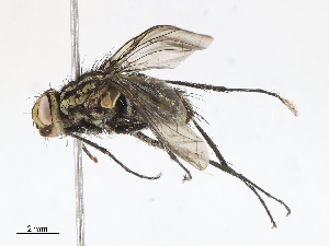  (Malaisetach42 Malaise9322 - CBG-A14965-G03)  @11 [ ] CreativeCommons - Attribution Share - Alike (2023) CBG Photography Group Centre for Biodiversity Genomics