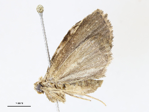  ( - CBG-A14966-G10)  @11 [ ] CreativeCommons - Attribution Share-Alike (2023) CBG Photography Group Centre for Biodiversity Genomics
