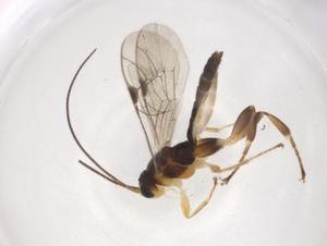  ( - CBG-A04261-A11)  @11 [ ] CreativeCommons - Attribution (2023) Centre for Biodiversity Genomics Centre for Biodiversity Genomics