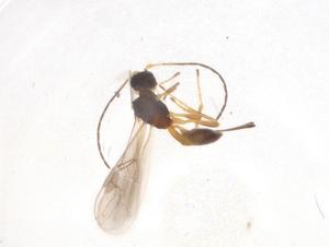  ( - CBG-A04261-F01)  @11 [ ] CreativeCommons - Attribution (2023) Centre for Biodiversity Genomics Centre for Biodiversity Genomics