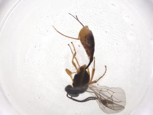  ( - CBG-A04265-E01)  @11 [ ] CreativeCommons - Attribution (2023) Centre for Biodiversity Genomics Centre for Biodiversity Genomics