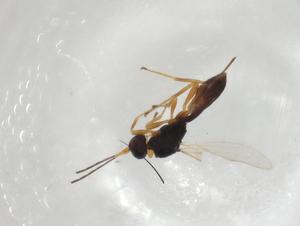  ( - CBG-A04333-E08)  @11 [ ] CreativeCommons - Attribution (2023) Centre for Biodiversity Genomics Centre for Biodiversity Genomics