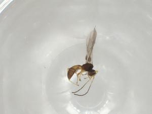  ( - CBG-A04336-E03)  @11 [ ] CreativeCommons - Attribution (2023) Centre for Biodiversity Genomics Centre for Biodiversity Genomics