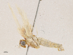  ( - CBG-A04584-F07)  @11 [ ] CreativeCommons - Attribution (2023) CBG Photography Group Centre for Biodiversity Genomics