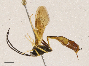  ( - CBG-A04585-A09)  @11 [ ] CreativeCommons - Attribution (2023) CBG Photography Group Centre for Biodiversity Genomics