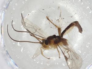  ( - CBG-A04685-C02)  @11 [ ] CreativeCommons - Attribution (2023) Centre for Biodiversity Genomics Centre for Biodiversity Genomics