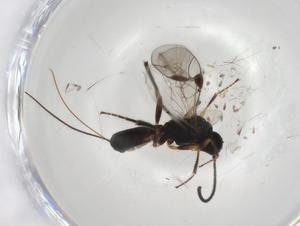  ( - CBG-A04685-C05)  @11 [ ] CreativeCommons - Attribution (2023) Centre for Biodiversity Genomics Centre for Biodiversity Genomics