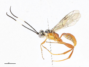  ( - CBG-A05440-A07)  @11 [ ] CreativeCommons - Attribution (2023) CBG Photography Group Centre for Biodiversity Genomics