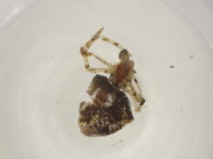  ( - CBG-A06036-A02)  @11 [ ] CreativeCommons - Attribution (2023) Centre for Biodiversity Genomics Centre for Biodiversity Genomics