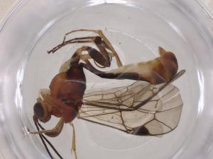  ( - CBG-A06066-B02)  @11 [ ] CreativeCommons - Attribution (2023) Centre for Biodiversity Genomics Centre for Biodiversity Genomics