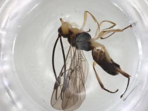  ( - CBG-A06068-D12)  @11 [ ] CreativeCommons - Attribution (2023) Centre for Biodiversity Genomics Centre for Biodiversity Genomics