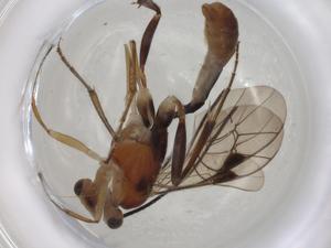  ( - CBG-A06082-A05)  @11 [ ] CreativeCommons - Attribution (2023) Centre for Biodiversity Genomics Centre for Biodiversity Genomics