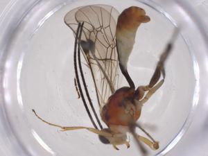  ( - CBG-A06095-E11)  @11 [ ] CreativeCommons - Attribution (2023) Centre for Biodiversity Genomics Centre for Biodiversity Genomics