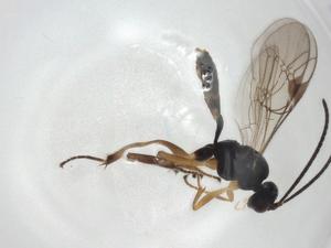  ( - CBG-A06096-A06)  @11 [ ] CreativeCommons - Attribution (2023) Centre for Biodiversity Genomics Centre for Biodiversity Genomics