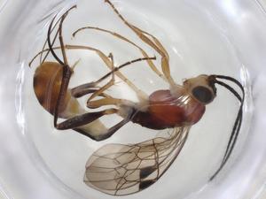  ( - CBG-A06096-B07)  @11 [ ] CreativeCommons - Attribution (2023) Centre for Biodiversity Genomics Centre for Biodiversity Genomics