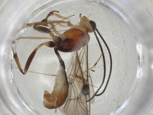  ( - CBG-A06114-B06)  @11 [ ] CreativeCommons - Attribution (2023) Centre for Biodiversity Genomics Centre for Biodiversity Genomics