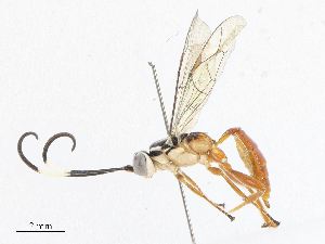  ( - CBG-A06214-B01)  @11 [ ] CreativeCommons - Attribution (2023) CBG Photography Group Centre for Biodiversity Genomics