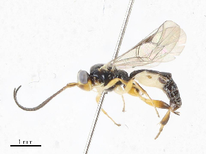  ( - CBG-A06214-D09)  @11 [ ] CreativeCommons - Attribution (2023) CBG Photography Group Centre for Biodiversity Genomics