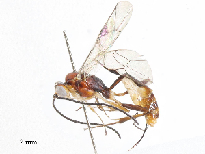  ( - CBG-A06215-C01)  @11 [ ] CreativeCommons - Attribution (2023) CBG Photography Group Centre for Biodiversity Genomics