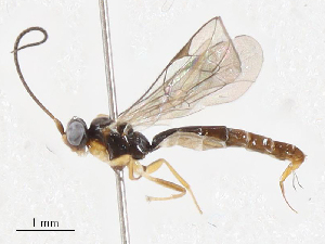  ( - CBG-A06215-C05)  @11 [ ] CreativeCommons - Attribution (2023) CBG Photography Group Centre for Biodiversity Genomics