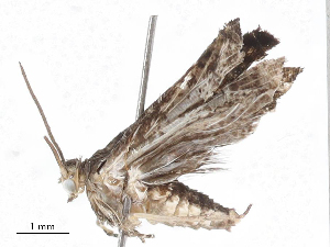  (tortJanzen01 malaise0133 - CBG-A06215-H11)  @11 [ ] CreativeCommons - Attribution (2023) CBG Photography Group Centre for Biodiversity Genomics