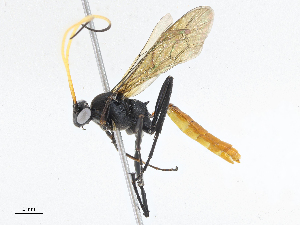  (Setanta Malaise7618 - CBG-A06218-G01)  @11 [ ] CreativeCommons - Attribution (2023) CBG Photography Group Centre for Biodiversity Genomics