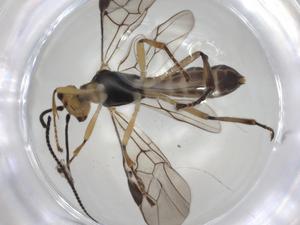  ( - CBG-A06376-D12)  @11 [ ] CreativeCommons - Attribution (2023) Centre for Biodiversity Genomics Centre for Biodiversity Genomics